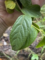 Alangium polyosmoides tomentosum