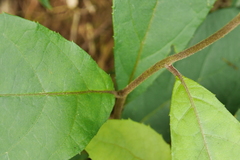 Decaneuropsis gratiosa