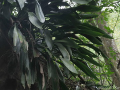 Aspidistra attenuata