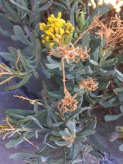 Bethencourtia
