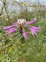 Centaurea napifolia