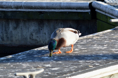Anas platyrhynchos