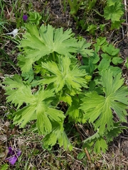 Geranium pratense