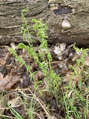 Deparia acrostichoides