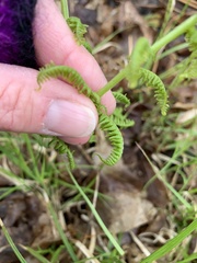 Deparia acrostichoides