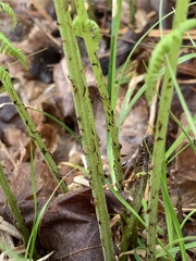 Deparia acrostichoides