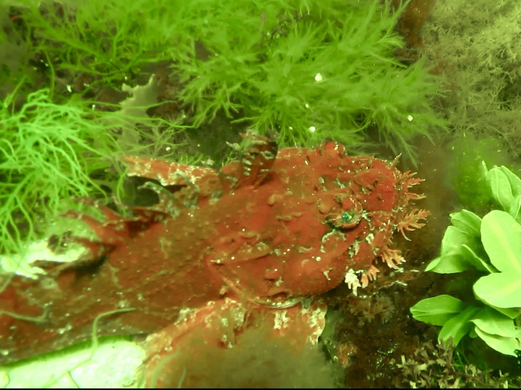 Sea Raven (Hemitripterus americanus) - Marine Life Identification