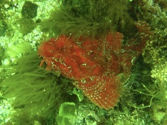 Hemitripterus americanus
