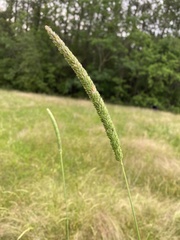 Phalaris caroliniana