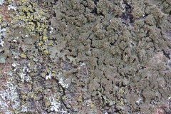 Melanohalea elegantula