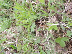 Euclidia glyphica