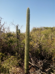 Cephalocereus nudus