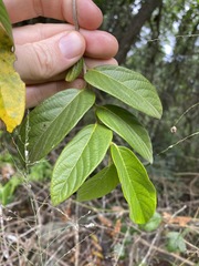 Alangium polyosmoides tomentosum