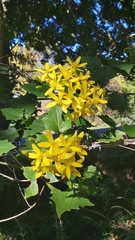 Senecio tamoides