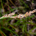 Variable Sword-Sedge - Photo (c) Craig Robbins, some rights reserved (CC BY-NC), uploaded by Craig Robbins
