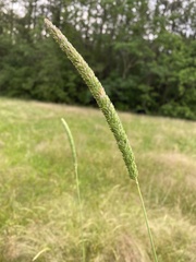 Phalaris caroliniana
