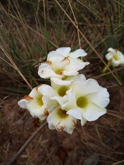 Odontadenia lutea
