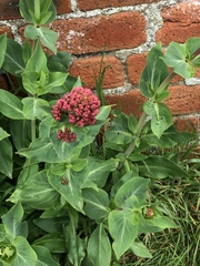 Centranthus ruber