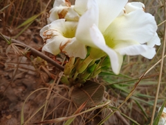 Odontadenia lutea