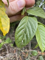 Alangium polyosmoides tomentosum