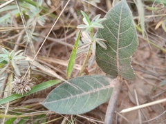 Odontadenia lutea