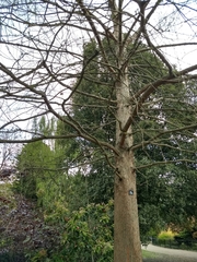 Callitris pyramidalis