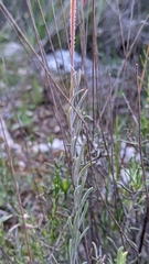 Linaria aeruginea