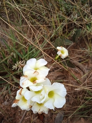 Odontadenia lutea