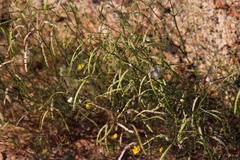 Heliophila variabilis