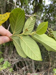 Alangium polyosmoides tomentosum