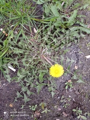 Taraxacum officinale