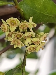 Trichilia havanensis