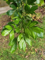 Trichilia havanensis