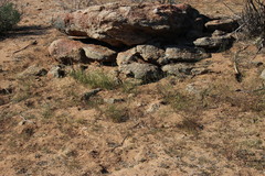 Heliophila variabilis