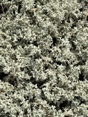 Cladonia caroliniana