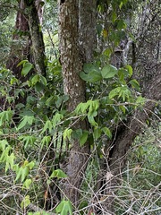 Alangium polyosmoides tomentosum