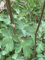 Aquilegia atrata