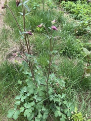 Aquilegia atrata