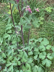 Aquilegia atrata