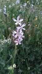 Silene