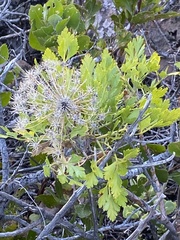 Notobubon galbanum
