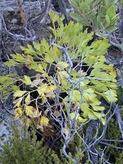 Notobubon galbanum