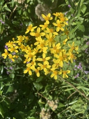 Senecio tamoides