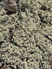 Cladonia caroliniana
