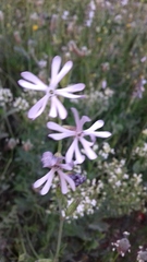 Silene
