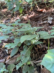 Phaulopsis imbricata