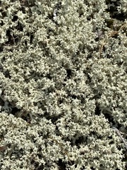 Cladonia caroliniana