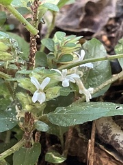 Phaulopsis imbricata