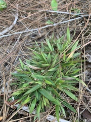 Dichanthelium strigosum