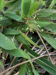 Dichanthelium strigosum